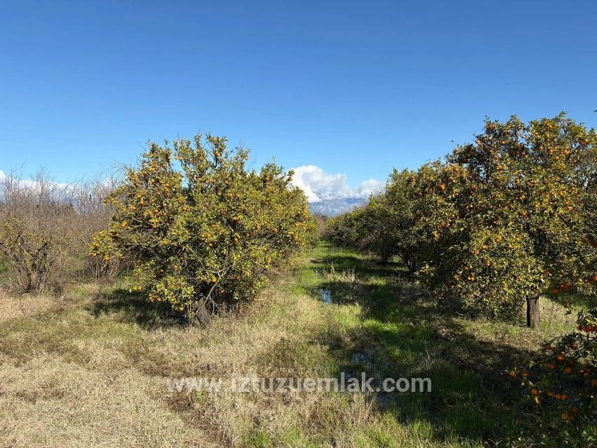 Tepearası'nda 23000m2 Müstakil Satılık Tarla