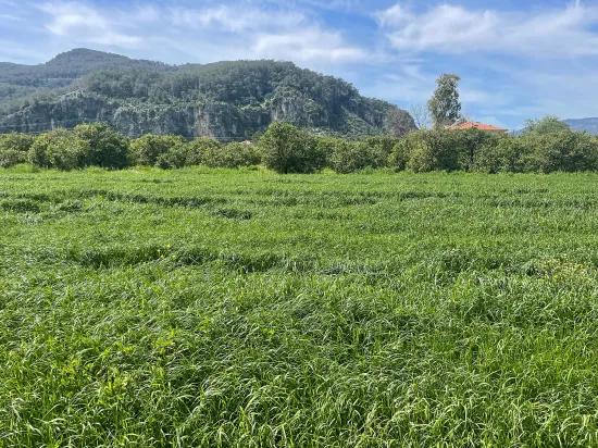 Okçular'da 736m2 Olan 250m2 İnşaat İzinli Satılık Arsa