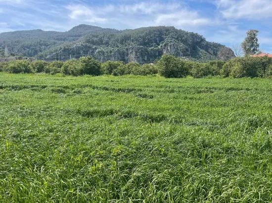 Okçular'da 736m2 Olan 250m2 İnşaat İzinli Satılık Arsa