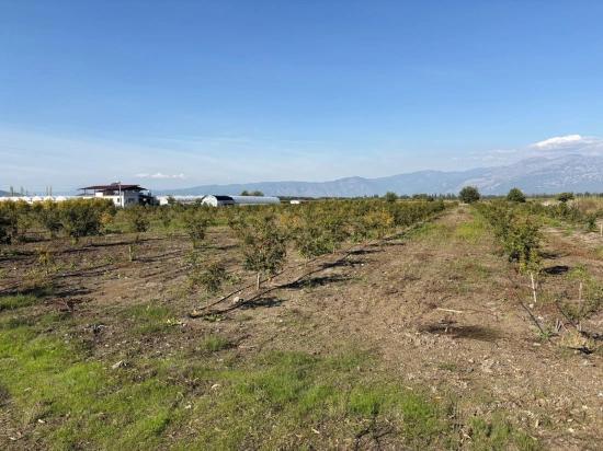 Eskiköy'de 21500m2 Satılık Nar Bahçesi