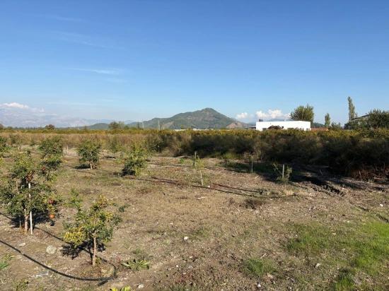 Eskiköy'de 21500m2 Satılık Nar Bahçesi