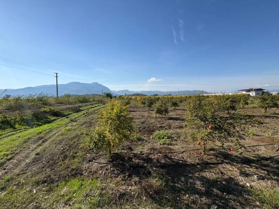 Eskiköy'de 21500m2 Satılık Nar Bahçesi