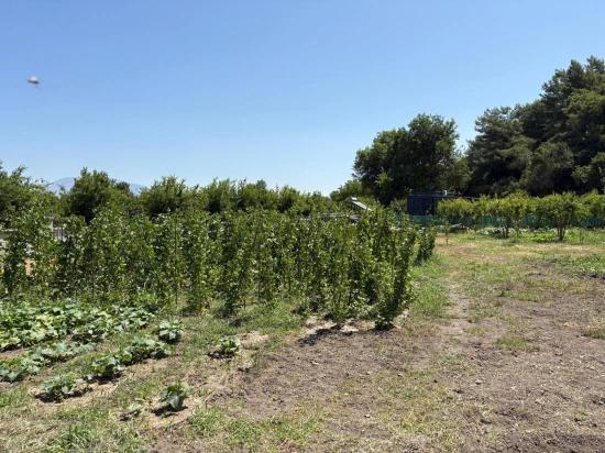 Dalyan Karadağ Mevkiinde 2500m2 Tarla İçerisinde 120m2 Müstakil Ahşap Ev