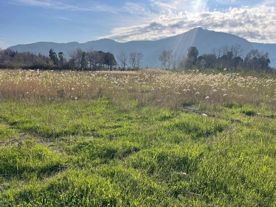 Dalyan'da 6800 M2 %5 Konut İmarlı Satılık Arsa