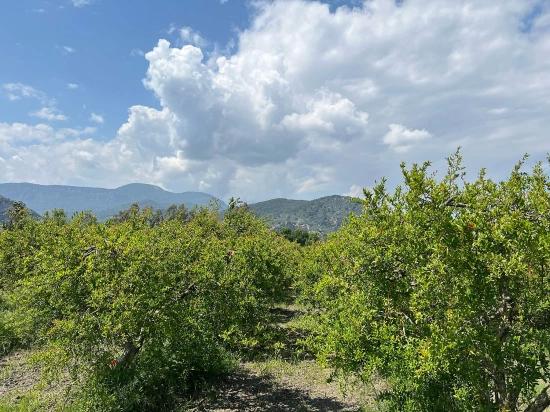 Dalyan Maraş Mevkiinden 5,100m2 %5 Konut İmarlı Satılık Arsa