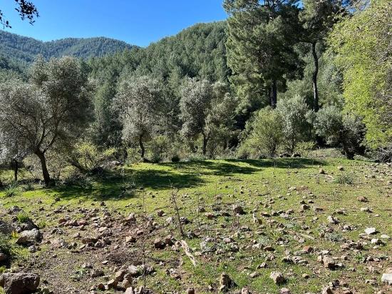 Gökbel'de Doğa Ve Orman İçerisinde Satılık Tarla