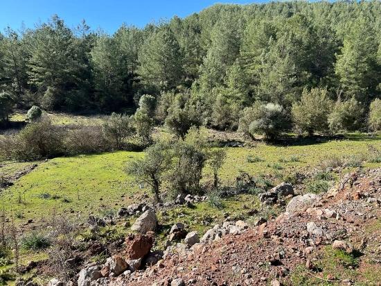 Gökbel'de Doğa Ve Orman İçerisinde Satılık Tarla