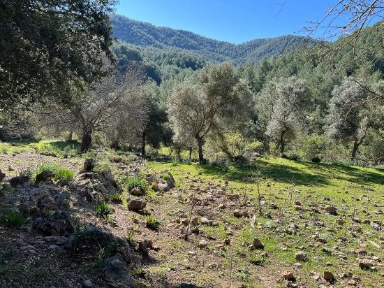Gökbel'de Doğa Ve Orman İçerisinde Satılık Tarla