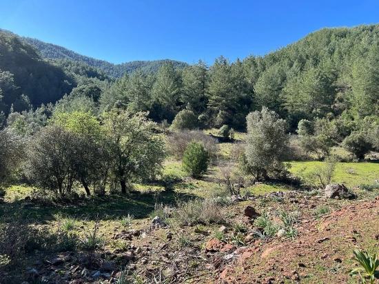 Gökbel'de Doğa Ve Orman İçerisinde Satılık Tarla