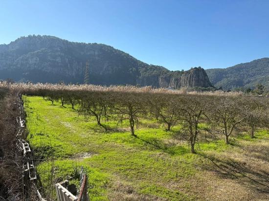 Dalyan'da Bağ Bahçe Olarak 5985m2 %5 İmarlı Satılık Arsa