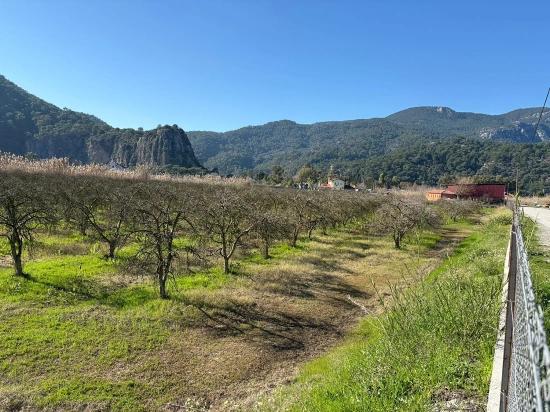 Dalyan'da Bağ Bahçe Olarak 5985m2 %5 İmarlı Satılık Arsa