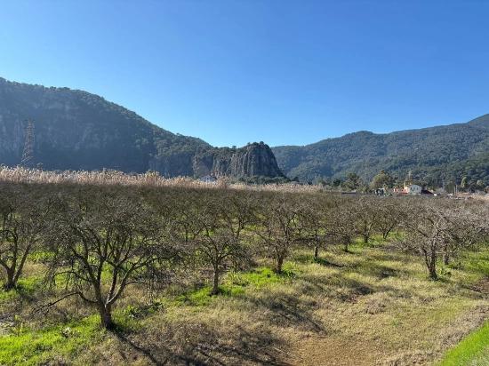 Dalyan'da Bağ Bahçe Olarak 5985m2 %5 İmarlı Satılık Arsa