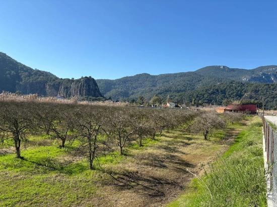 Dalyan'da Bağ Bahçe Olarak 5985m2 %5 İmarlı Satılık Arsa