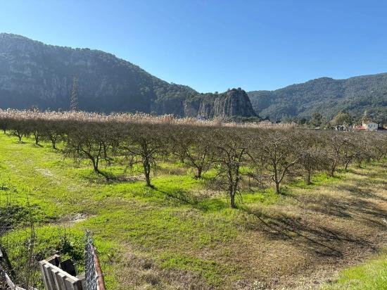 Dalyan'da Bağ Bahçe Olarak 5985m2 %5 İmarlı Satılık Arsa