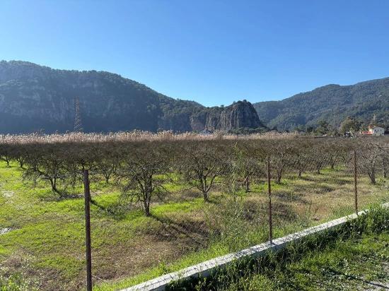 Dalyan'da Bağ Bahçe Olarak 5985m2 %5 İmarlı Satılık Arsa
