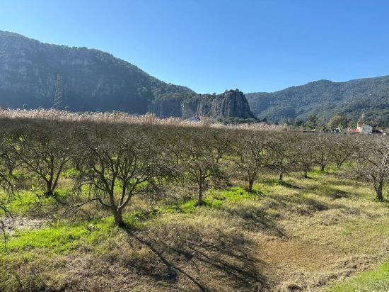 Dalyan'da Bağ Bahçe Olarak 5985m2 %5 İmarlı Satılık Arsa