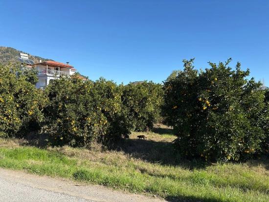 Ekşiliyurt'ta 1085m2 Yerleşik Alan İçerisinde İmarlı Satılık Arsa