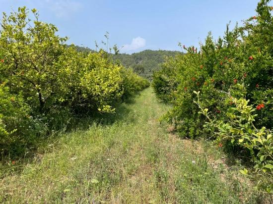 Gökbel'de İztuzu Plajı Yoluna Sıfır 7800m2 Satılık Arazi