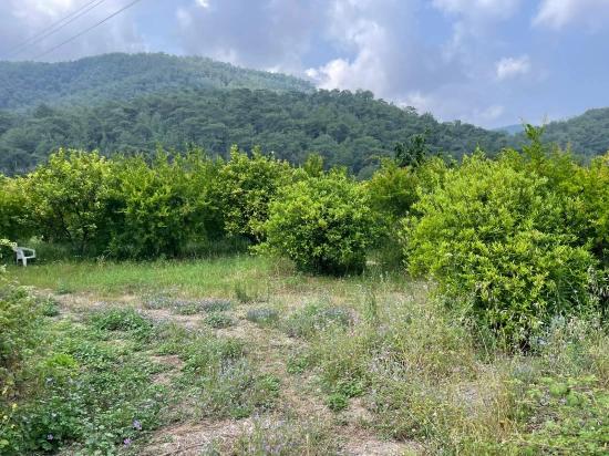 Gökbel'de İztuzu Plajı Yoluna Sıfır 7800m2 Satılık Arazi