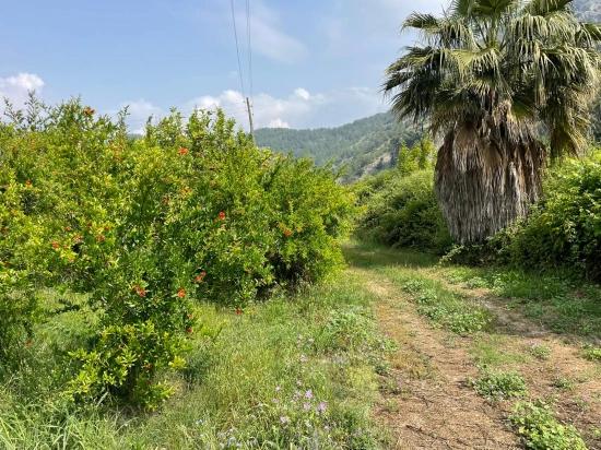 Gökbel'de İztuzu Plajı Yoluna Sıfır 7800m2 Satılık Arazi