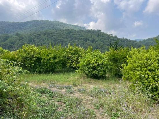Gökbel'de İztuzu Plajı Yoluna Sıfır 7800m2 Satılık Arazi