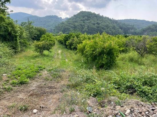 Gökbel'de İztuzu Plajı Yoluna Sıfır 7800m2 Satılık Arazi