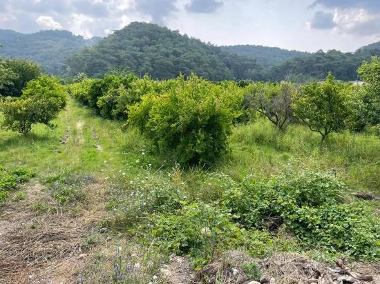 Gökbel'de İztuzu Plajı Yoluna Sıfır 7800m2 Satılık Arazi