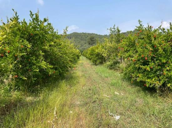 Gökbel'de İztuzu Plajı Yoluna Sıfır 7800m2 Satılık Arazi