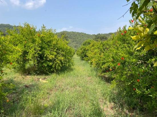 Gökbel'de İztuzu Plajı Yoluna Sıfır 7800m2 Satılık Arazi