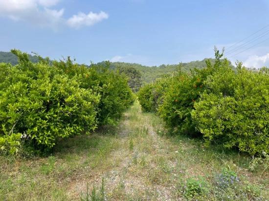 Gökbel'de İztuzu Plajı Yoluna Sıfır 7800m2 Satılık Arazi