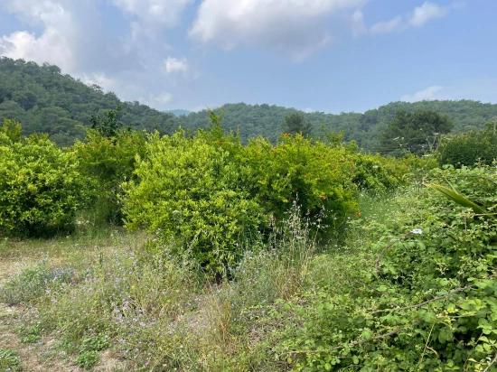 Gökbel'de İztuzu Plajı Yoluna Sıfır 7800m2 Satılık Arazi