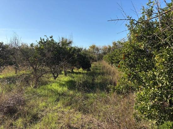 Dalyan'da 4.541m2 Satılık Bahçe