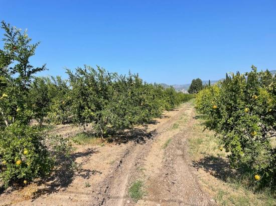 Dalyan Arıkbaşı Gerendüzü Mevkiinde 10,000m2 Satılık Nar Bahçesi