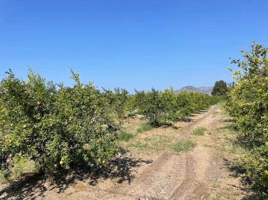 Dalyan Arıkbaşı Gerendüzü Mevkiinde 10,000m2 Satılık Nar Bahçesi