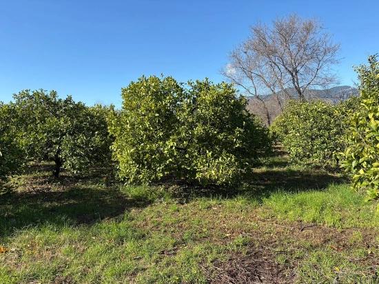 Dalyan'da 16.500m2 Satılık Limon Bahçesi