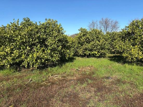 Dalyan'da 16.500m2 Satılık Limon Bahçesi