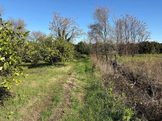 Dalyan'da 16.500m2 Satılık Limon Bahçesi