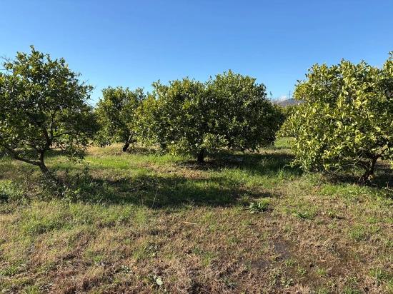 Dalyan'da 16.500m2 Satılık Limon Bahçesi