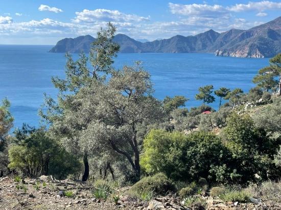 Çandır Full Deniz Manzaralı 20.000m2 Satılık 2b