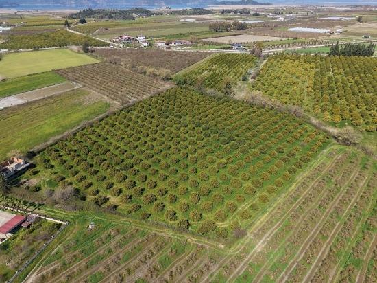 Dalyan Merkeze Yakın 17.550m2 Satılık Bağ-bahçe