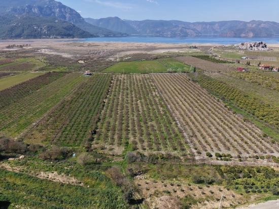 Eskiköy'de Göl Manzaralı 16.710m2 Satılık Nar Bahçesi