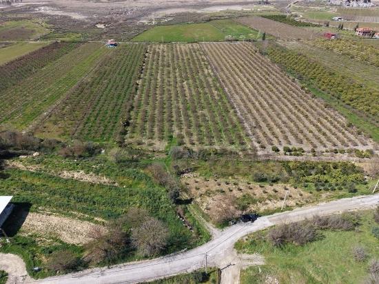 Eskiköy'de Göl Manzaralı 16.710m2 Satılık Nar Bahçesi