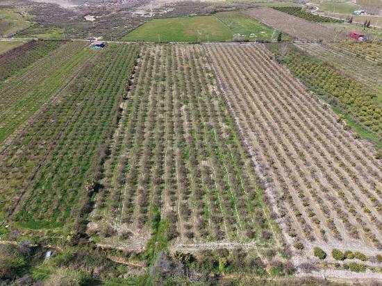 Eskiköy'de Göl Manzaralı 16.710m2 Satılık Nar Bahçesi