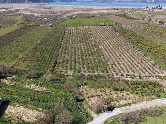 Eskiköy'de Göl Manzaralı 16.710m2 Satılık Nar Bahçesi