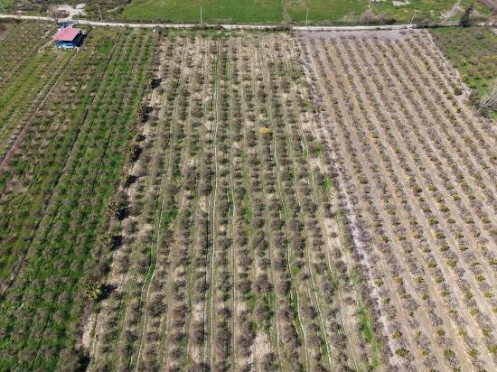 Eskiköy'de Göl Manzaralı 16.710m2 Satılık Nar Bahçesi