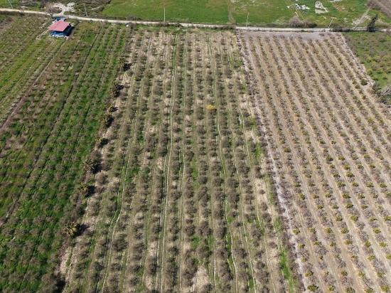 Eskiköy'de Göl Manzaralı 16.710m2 Satılık Nar Bahçesi