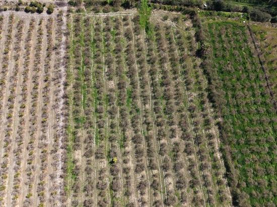 Eskiköy'de Göl Manzaralı 16.710m2 Satılık Nar Bahçesi