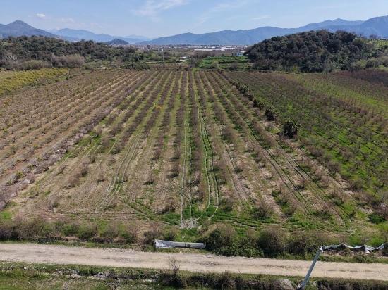 Eskiköy'de Göl Manzaralı 16.710m2 Satılık Nar Bahçesi