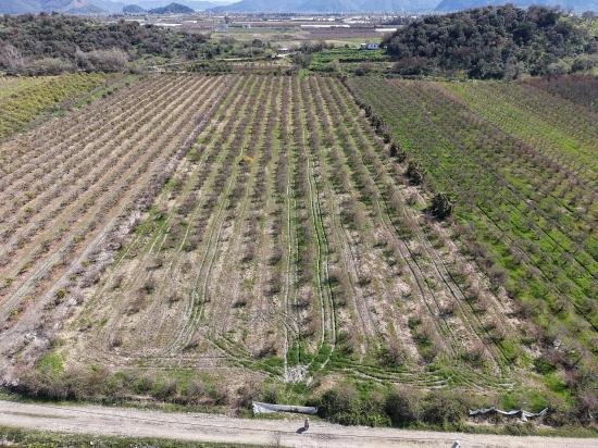 Eskiköy'de Göl Manzaralı 16.710m2 Satılık Nar Bahçesi