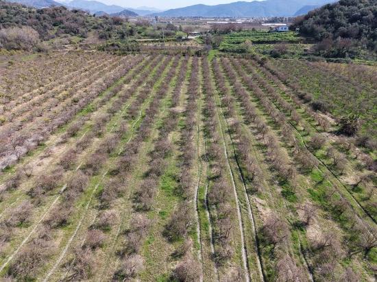 Eskiköy'de Göl Manzaralı 16.710m2 Satılık Nar Bahçesi
